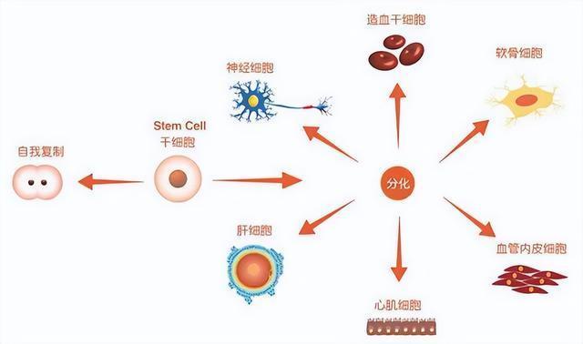 干细胞存储有必要吗(图1)