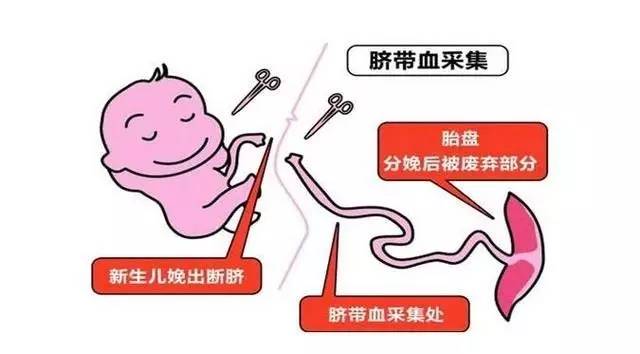 干细胞实验室建设方案(图1)