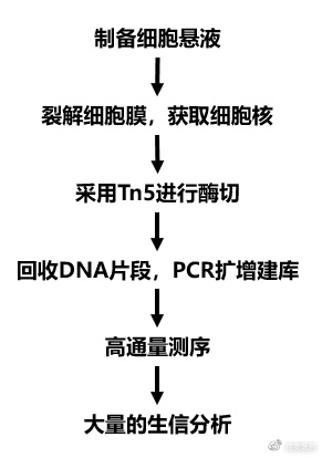 收藏生产用细胞株构建的原理及方法(图1)