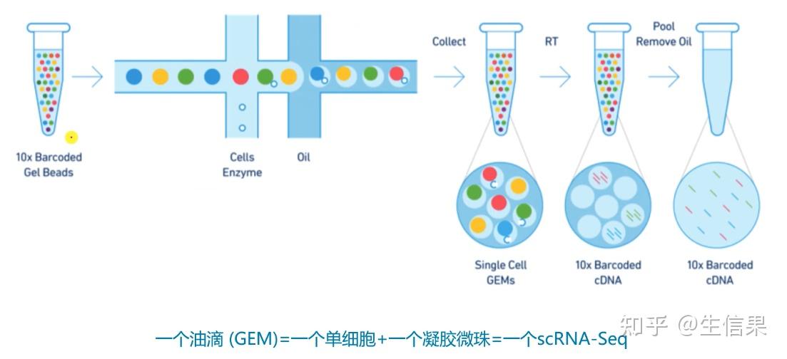 细胞建库过程中细胞分装的方法与流程(图1)