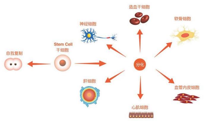细胞存储的意义(图1)