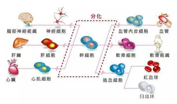 干细胞GMP净化(图1)