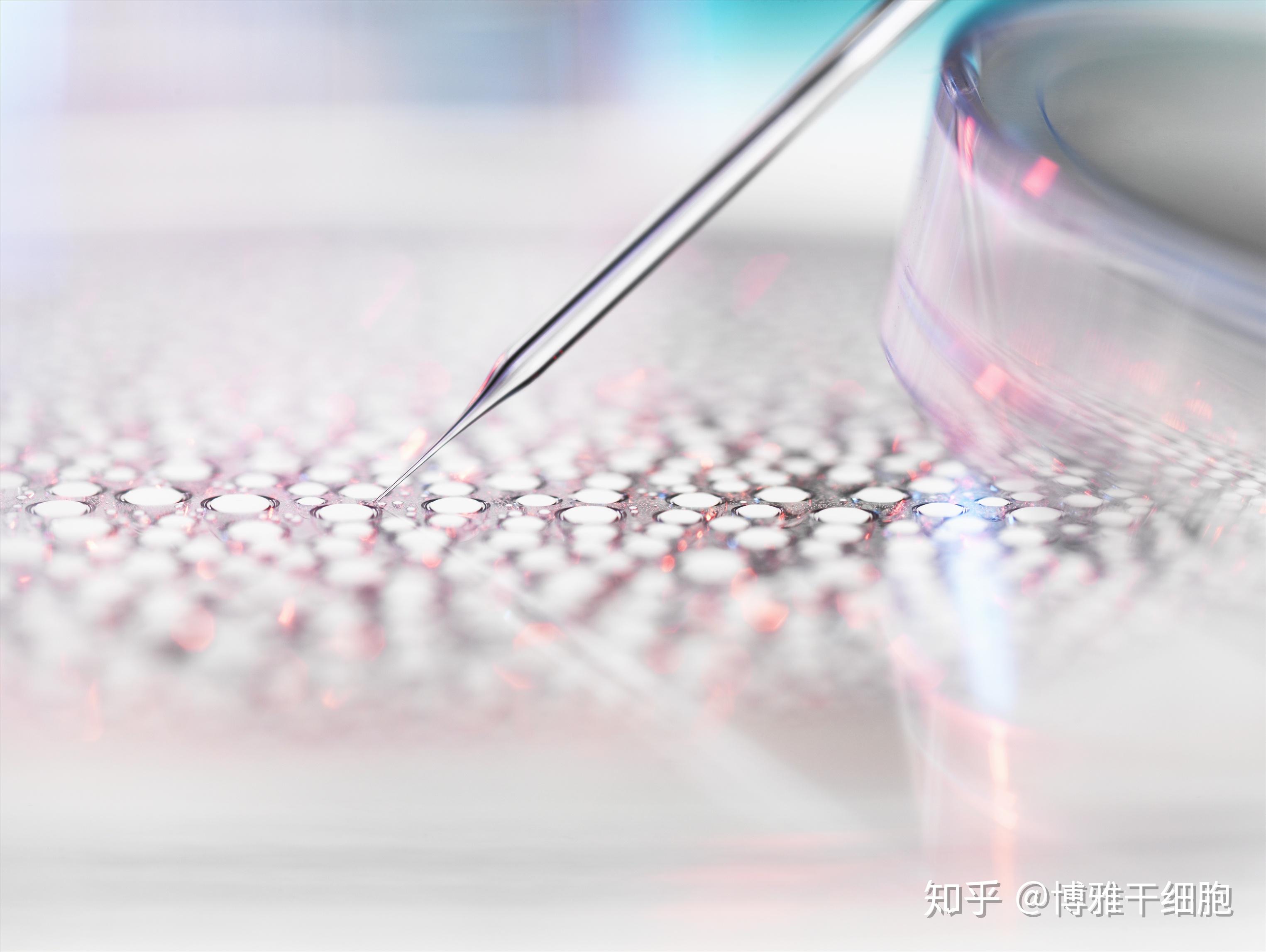 干细胞有什么作用(图1)