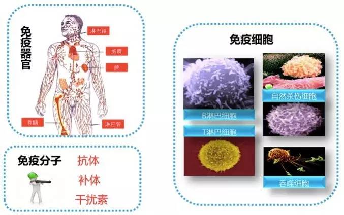 详细了解间充质干细胞(图1)
