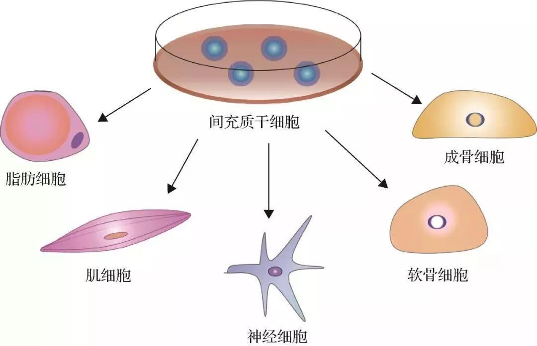 开能健康:子公司脐带间充质干细胞治疗产品“YT001注射液”进入临床试验阶段(图1)