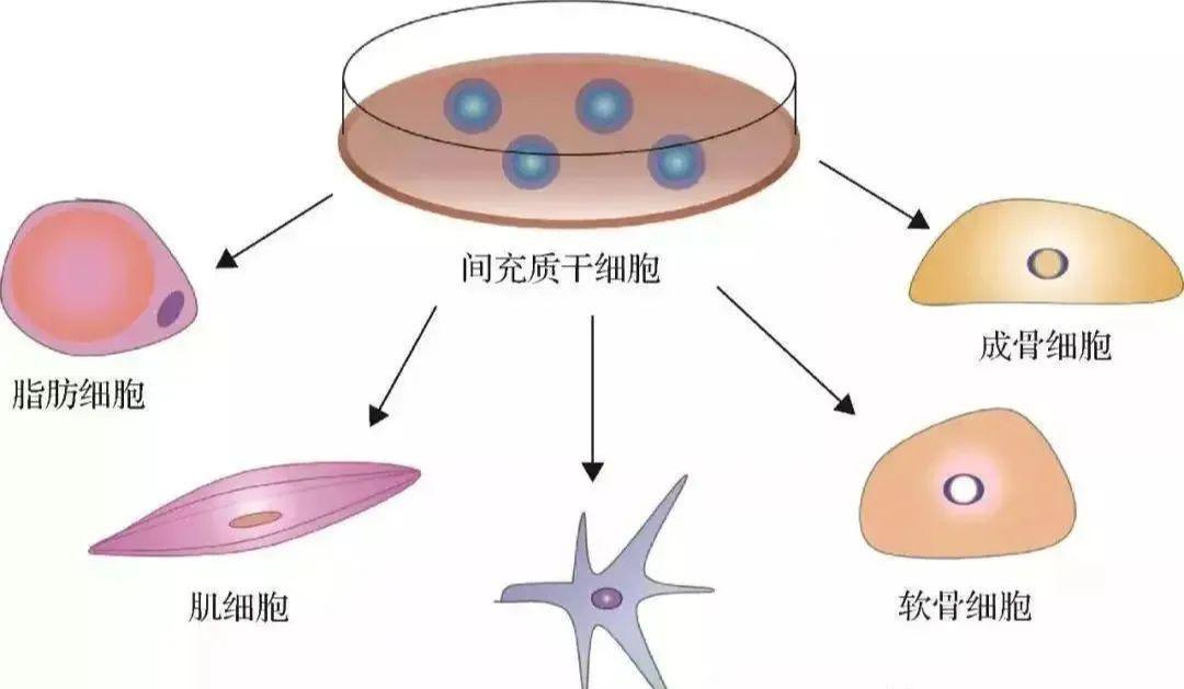 一种干细胞保存液及其制备方法和应用与流程(图1)