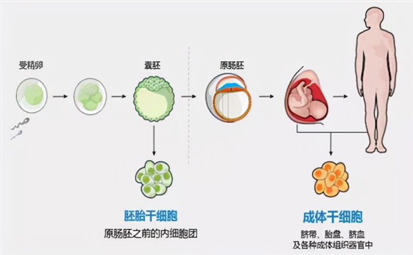 干细胞基础知识答疑解惑:共97节其中(61、62、634)节内容(图1)