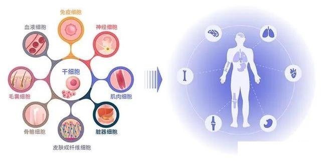 华科大团队《自然》发文破解肠道干细胞成比例分化之谜(图1)