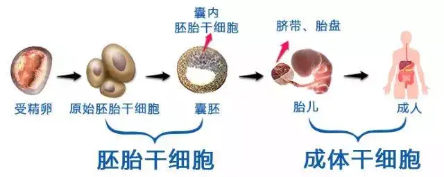 【荣俊科普】干细胞可以被分为哪些类别(图1)