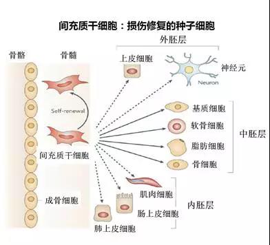 间充质干细胞的临床应用(图1)