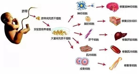 一种新型干细胞低温储存机构pdf(图1)
